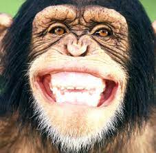 Psychologie Als Die Evolution Das Lachen Erfand Welt