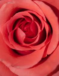 Obituary information for Josefina "Josie" A. Bustamante