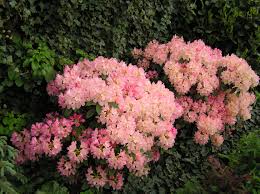 Rhododendron Yakushimanum Percy Wiseman Planten Japan