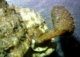 Image result for Urochloa villosa