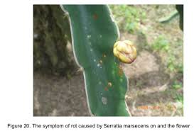 The taste is similar to that of a kiwi, but a lot less subtle. Problems And Opportunities Of Dragon Fruit Production In The Philippines Fftc Agricultural Policy Platform Fftc Ap