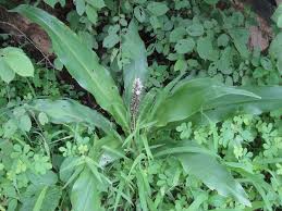 Image result for Chlorophytum macrophyllum