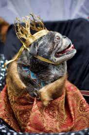 We did not find results for: Pug Crawl 2019 Pugs Dressed As Game Of Thrones Characters Parade In Portland Photos Oregonlive Com Pugs Pug Dresses Dog Friends
