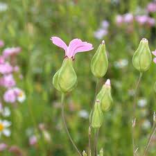 Image result for Plicosepalus amplexicaulis