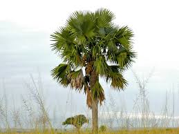 Image result for Borassus