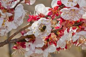 In southern california, low chill apricot trees such as blenheim, royal, and tropic gold grow well and produce lots of fruit in mild winter climates. Good Progress Of The Flowering Of Stone Fruit Trees In The Region Of Murcia