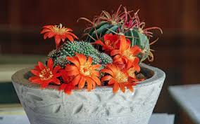 Check spelling or type a new query. Wallpaper Cactus Orange Flowers 2880x1800 Hd Picture Image