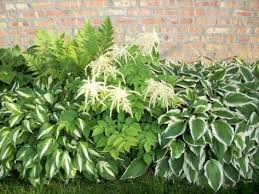 6 Arten Von Schattenpflanzen Fur Einen Wunderschonen Garten Immergrunepflanzen Kiesbeet Staude R Schattenpflanzen Garten Garten Bepflanzen Schattenpflanzen