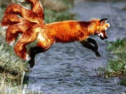 A Real Life Vulpix Appears O Wild Animals Pictures Animals Wild Pet Fox