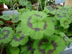 Image result for Pelargonium alchemilloides