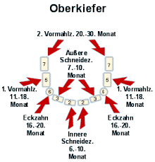 Das Erste Jahr Ihres Kindes