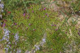 Advertise groups (online or not) for vernonia residents 3. Vernonia Lettermannii Iron Butterfly Sarastro Stauden