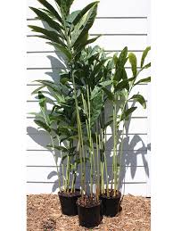 Asian size lasian size masian size sasian size xlasian size xsasian size xxlasian size xxxl. Xl Galangal Asian Spice Ginger Plant Alpinia Galanga Urban Tropicals