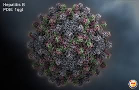 The nucleocapsid encloses the viral dna and a dna polymerase that has reverse transcriptase activity. Arrowhead Rnai Drug Clears Hepatitis B Antigen In Clinic Fiercebiotech