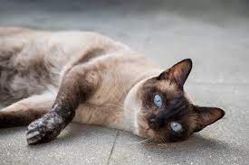 Siamese Cat Lifespan