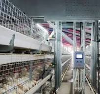 Videos about What is Hot Sale Poultry Farm Equipment Egg ...