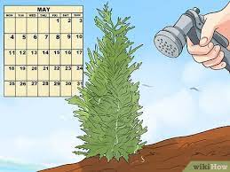 2 days ago · how it takes of course depends on what you plant so let's look at a few common overstory food production trees and their time to maturity. How To Grow Your Own Christmas Tree With Pictures Wikihow
