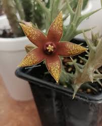 Image result for Orbea umbracula