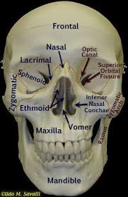 Front Of Skull Labeled Medical Anatomy Dental Anatomy Human Anatomy And Physiology