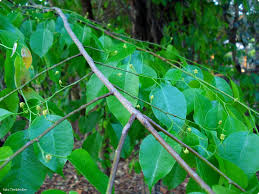 Image result for Maprounea