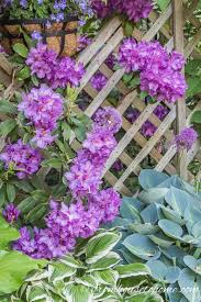 Rhododendron Varieties 7 Of The Best Azaleas And Rhododendrons For Your Garden Gardening From House To Home Shade Loving Perennials Shade Loving Shrubs Shade Perennials