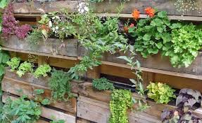 Urban Gardening Erntespass Auf Kleinstem Raum Frisches Obst Und Gemuse Pflanzen Gardening