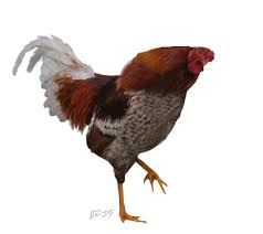 10 Great Chicken Animated Gifs Cute Chickens Chicken Animation Animation