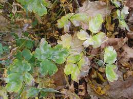 What S Wrong With My Plant Garden University Of Minnesota Extension