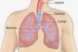 This is the most common. Basic Information About Lung Cancer Cdc