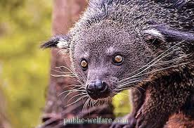 Gambar ragam hias flora fauna dan geometris bagus smp ypm. Flora Dan Fauna Negara Myanmar