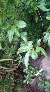 Image result for Monodora stenopetala