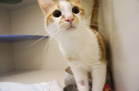 Munchkin kittens for sale & cats for adoption though they are small, they are mighty and active. Munchkin Aspca