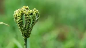 Image result for Eleusine coracana