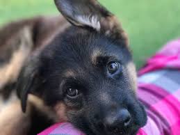 Curiously, some eastern european lines mature more slowly and do not reach full maturity until 36. 16 Cute German Shepherd Dogs Puppies