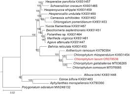 Image result for Behnia reticulata