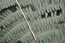 Image result for Amauropelta
