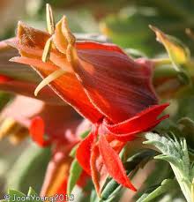 Image result for Melianthaceae