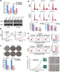 CDK16 knockdown represses proliferation, induces cell cycle arrest and... |  Download Scientific Diagram