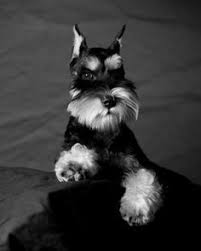 Black And Silver Miniature Schnauzer For Sale Black And Silver Miniature Schnauzer Are There Enough Schnauzer People To Make A Schnauzer Thread Dwergschnauzer Schnauzer Dieren