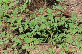 Image result for Boerhavia coccinea