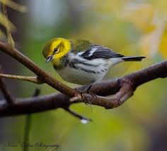 Black And White Spotted Bird Ontario Black Throated Green Warbler Ontario Canada Beautiful Birds Bird Bird Watching