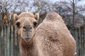 Image result for camel