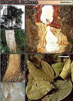 Image result for Celtis zenkeri