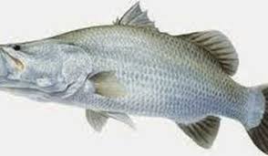 Mempunya ciri tubuh yang bulat pipih dengan sirip. Sumut Targetkan Produksi 500 Ton Ikan Kakap