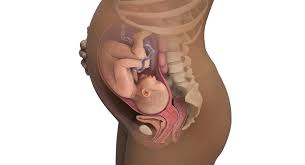 Ssw 36 Sie Sind 36 Wochen Schwanger Babycenter