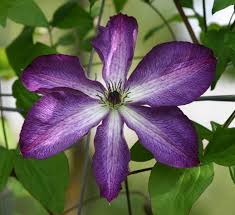 Image result for Emilia violacea