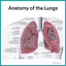 Respiratory System Anatomy And Physiology Nurseslabs Respiratory System Anatomy Respiratory System Human Respiratory System