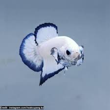  Gambar Ikan Cupang Hias Tercantik Di Dunia Versi Saya Ikan Cupang Betta Ikan Tropis