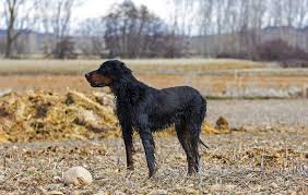Setter puts you in control with tools, experts, and personalized plans to get your home on autopilot. Gordon Setter Hunde Informationen Zu Den Rassen Omlet