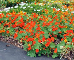Tall climbing mix nasturtiums are an old favorite with a delightful fragrance. Nasturtium Tropaeolum Majus Wisconsin Horticulture